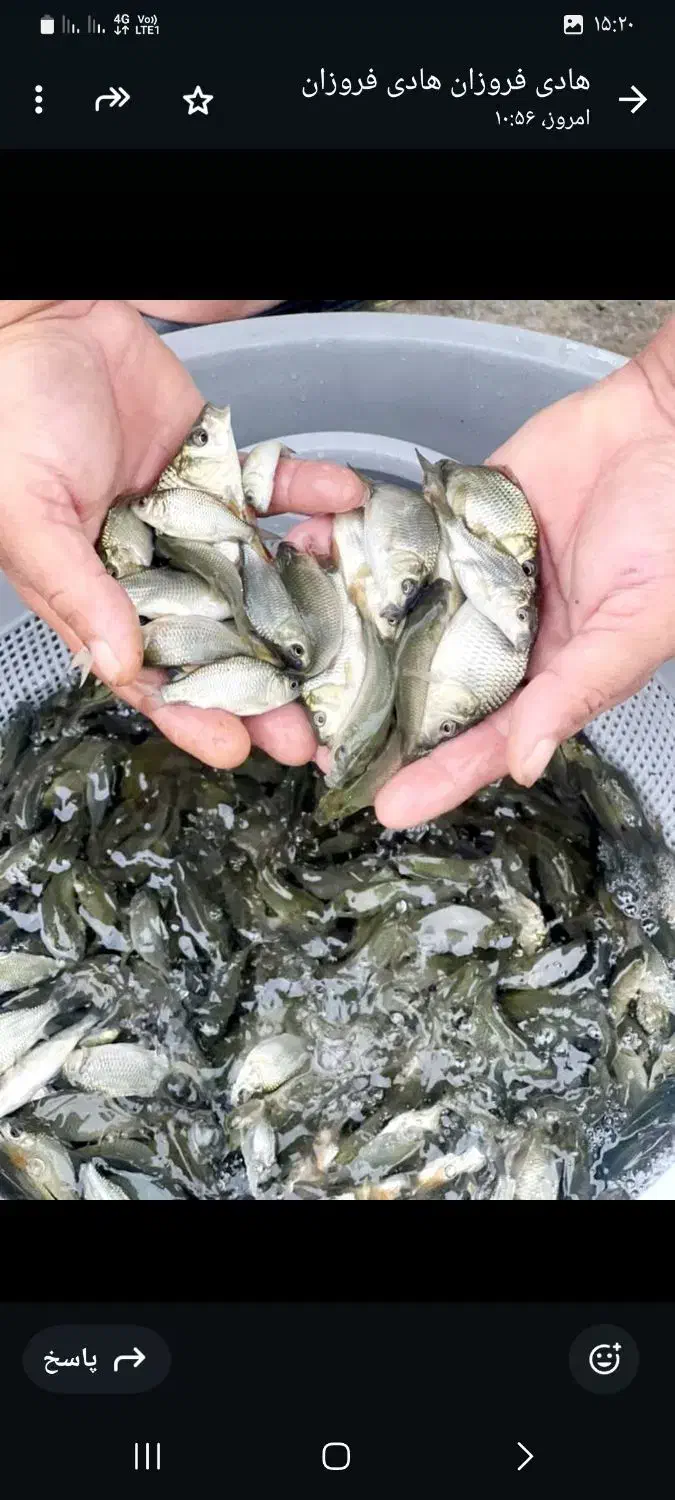 ماهی کپورزبرو زرنگ عمده|ماهی|رشت, حومه رشت|دیوار