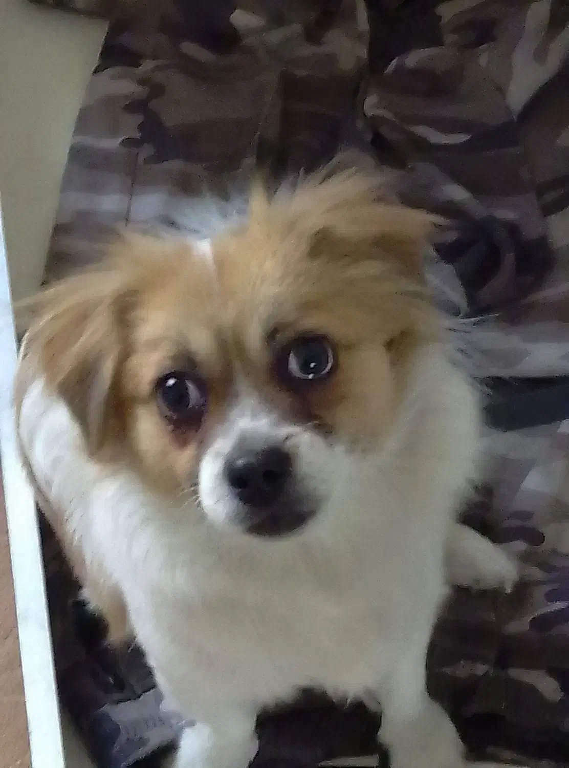 سگ بازیگوش خانگی|سگ|پرند, فاز ۵|دیوار