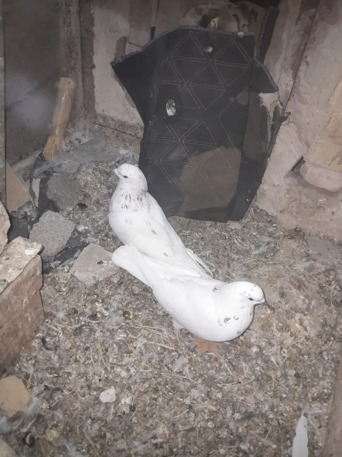 معاوضه باسرول ماده|پرنده|نوبران, |دیوار