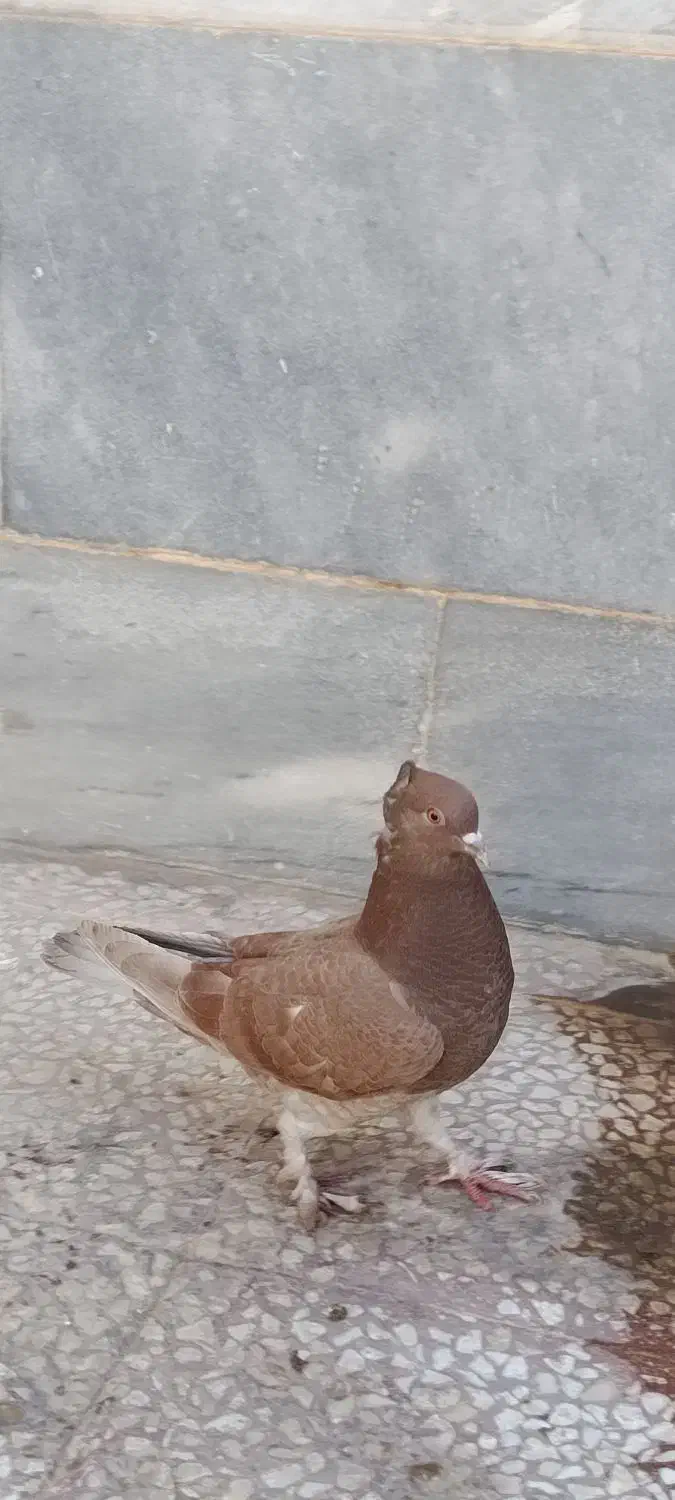 کفتر‌پرشی|پرنده|قم, نخودی|دیوار