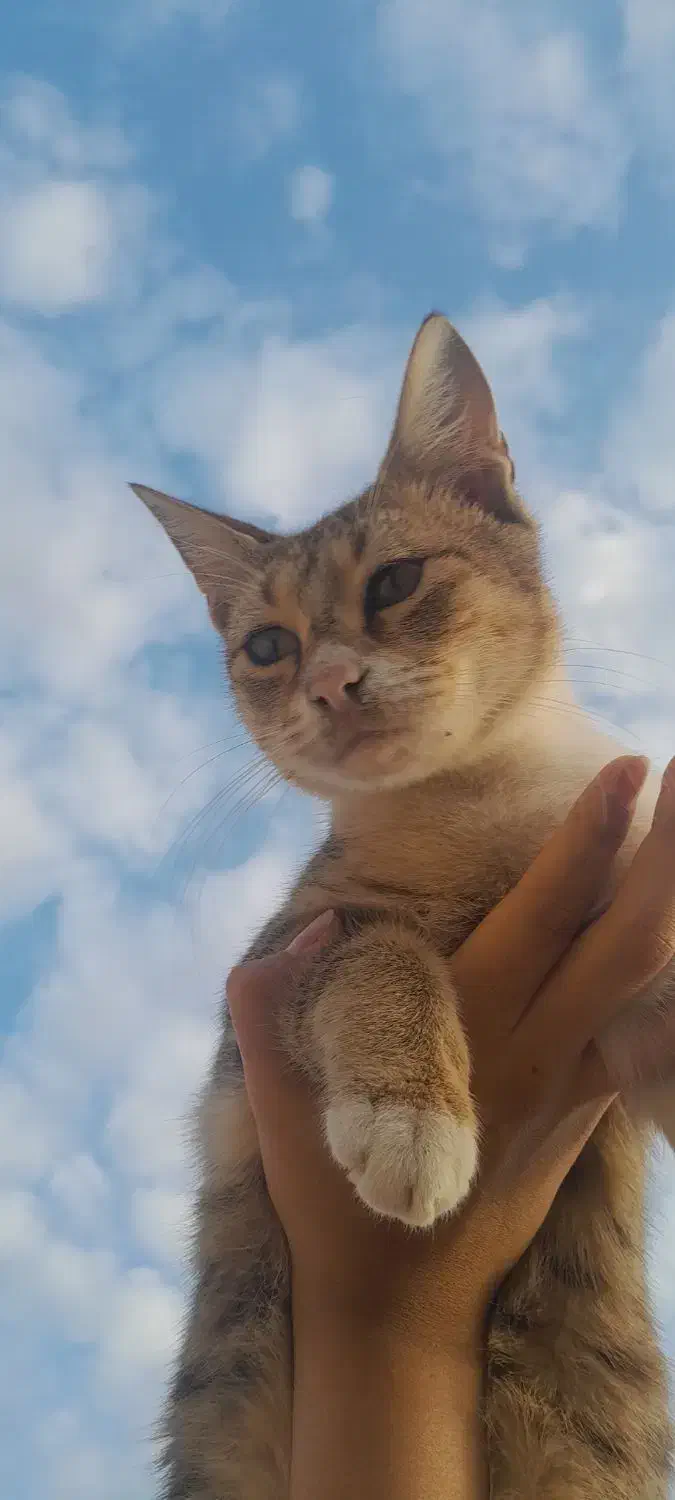 ۳ تا گربه خونگی و دستی واگذار میشود|گربه|گنبد کاووس, |دیوار