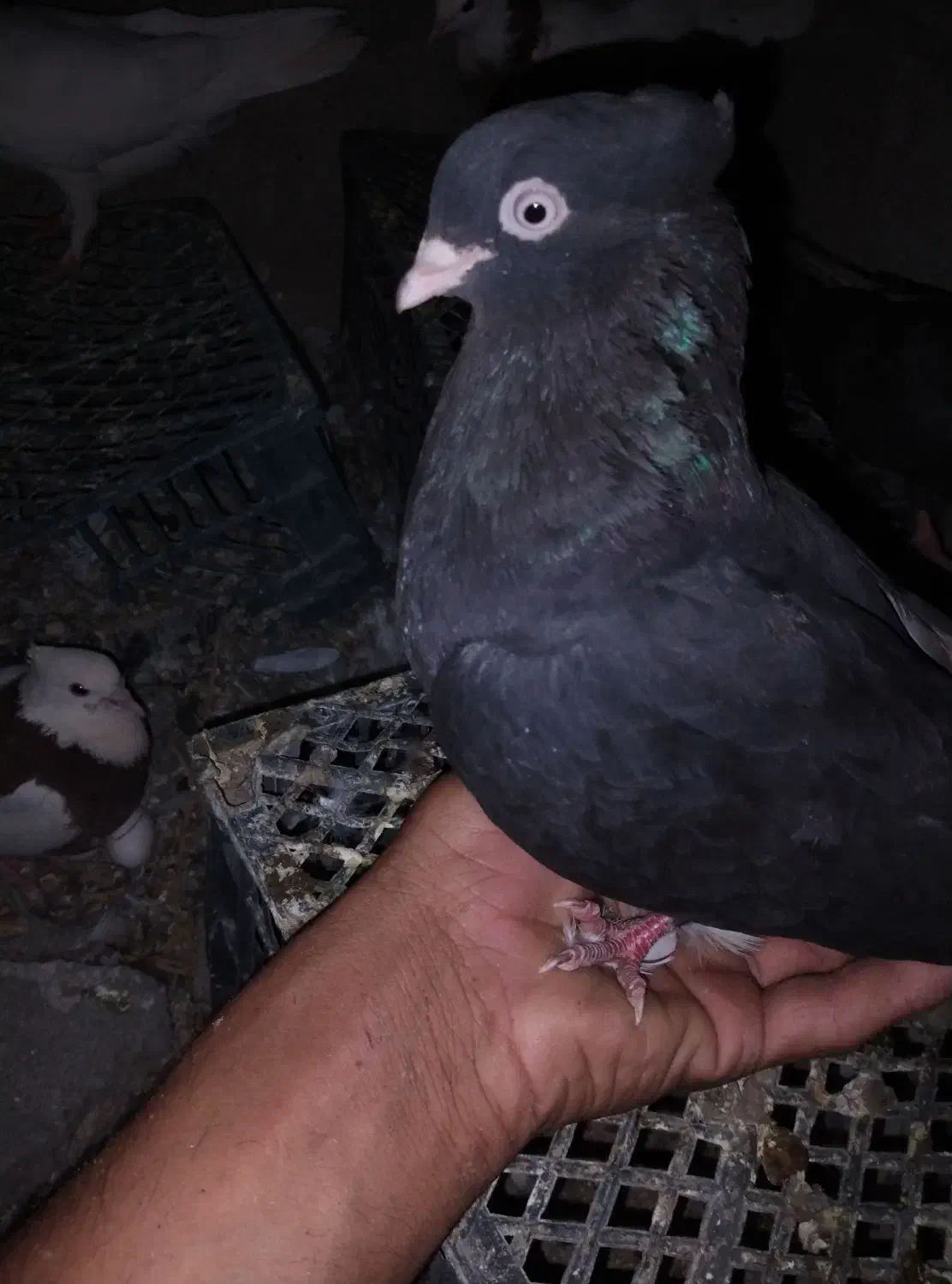 فروش کفتر زاغ|پرنده|ریگان, |دیوار