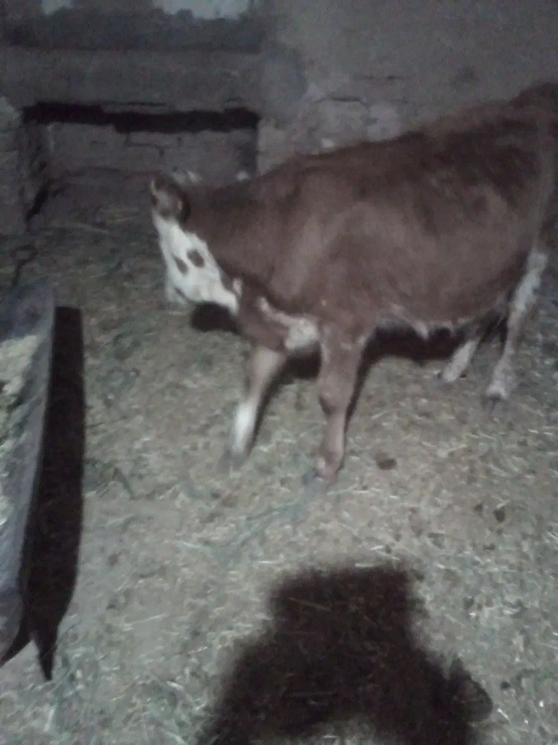 گاو فروشی یا معاوضه راور|حیوانات مزرعه|راور, |دیوار