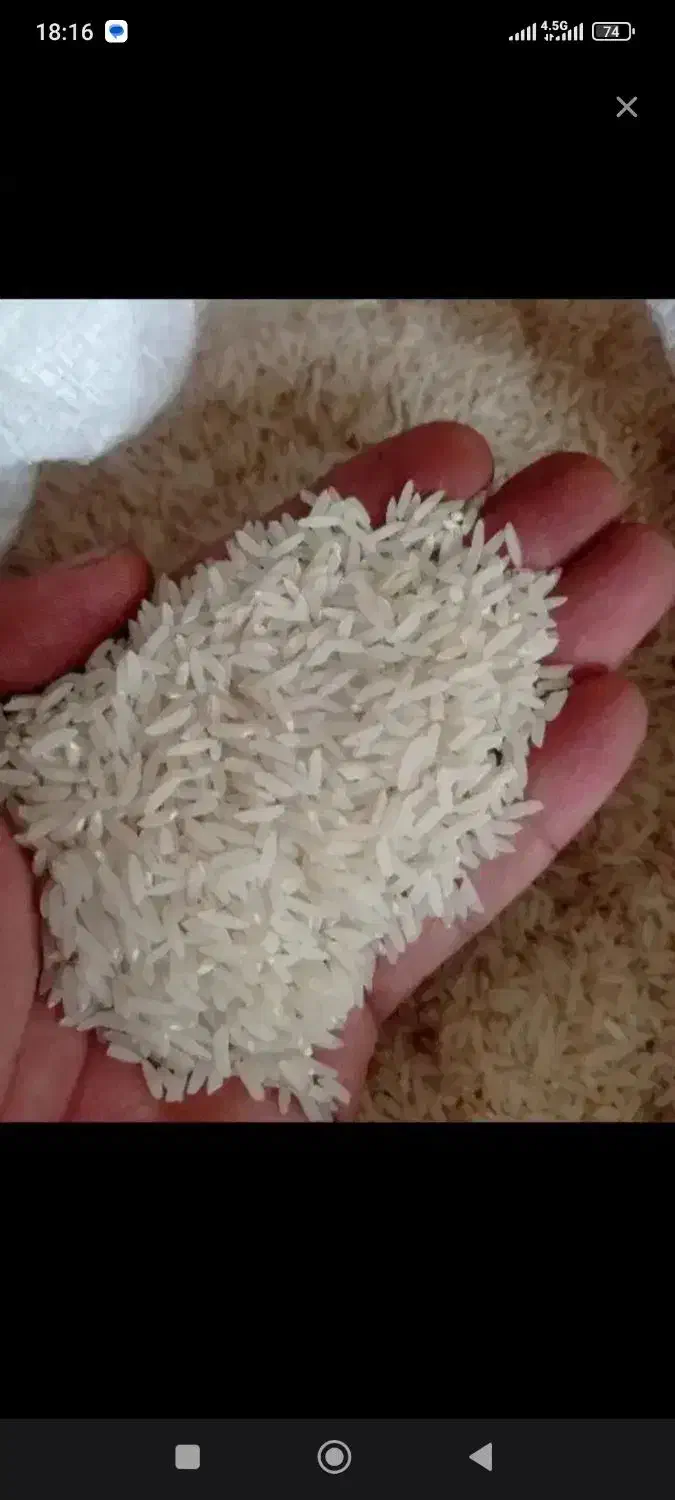 برنج فجر سوزی خوش طعم و خوش پخت|خوردنی و آشامیدنی|آزادشهر, |دیوار