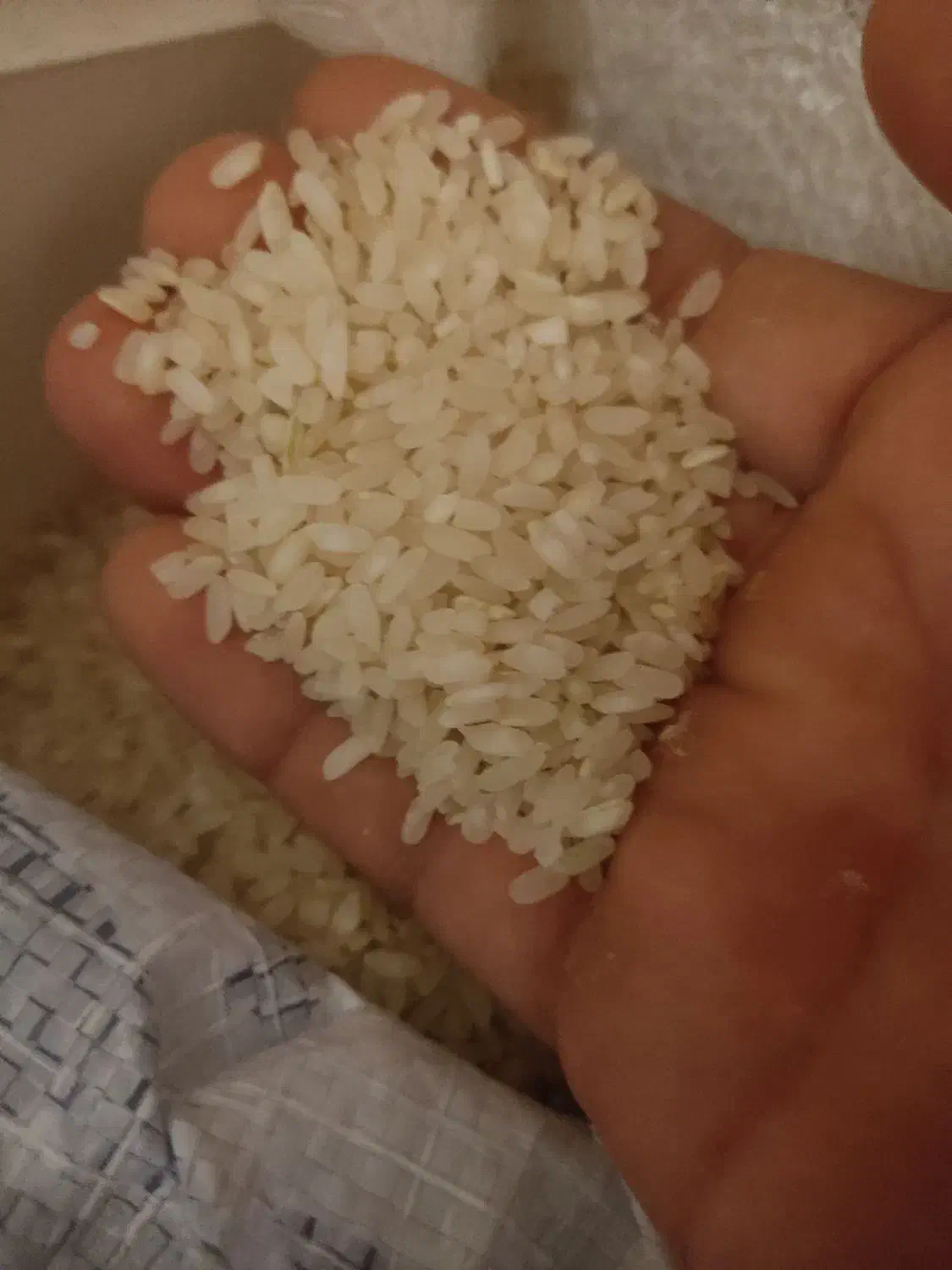 برنح چمپه|خوردنی و آشامیدنی|شیراز, تندگویان|دیوار