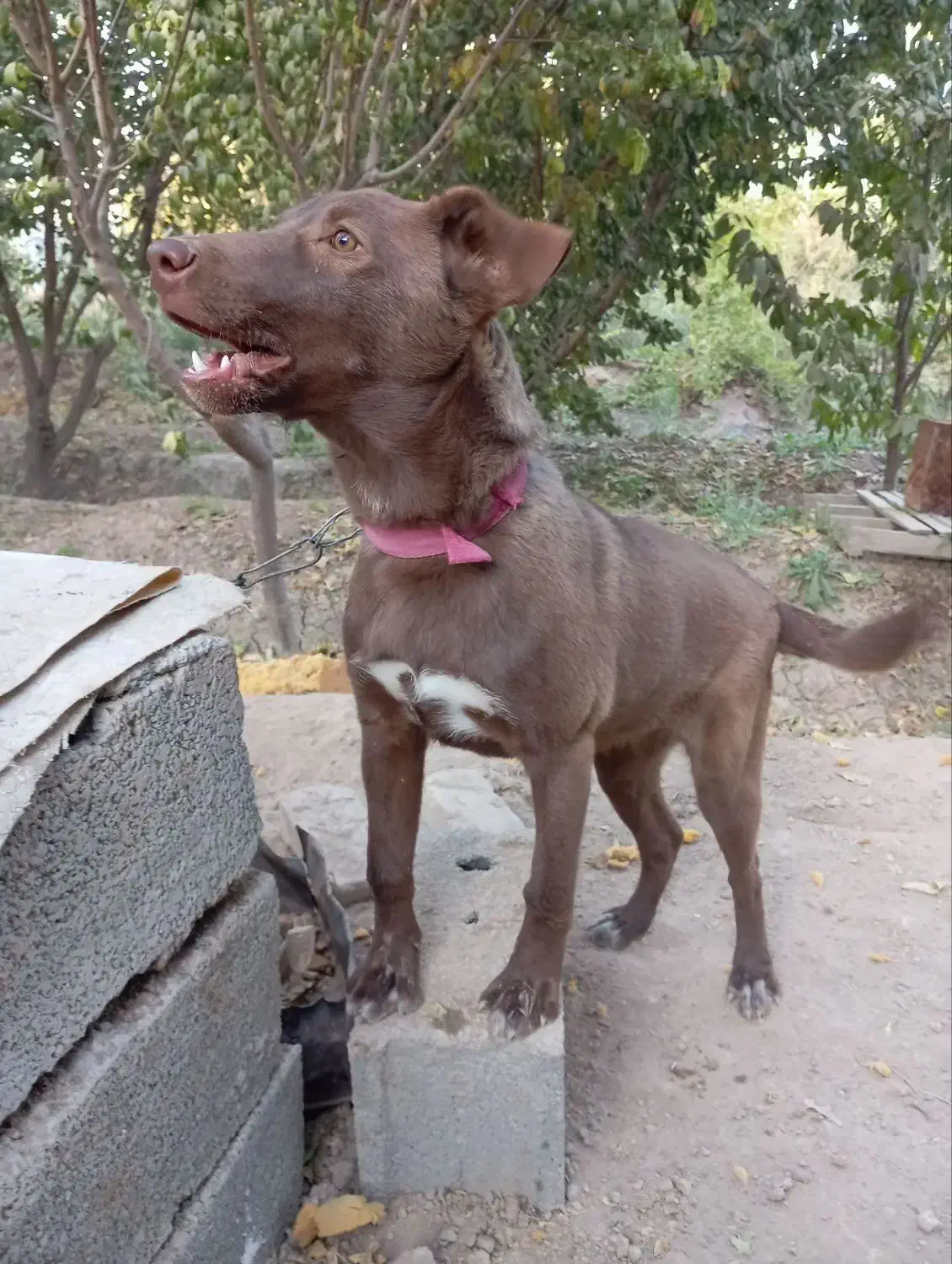 سگ پیتبول|سگ|رباط‌کریم, شهرک صنعتی زواره‌ای|دیوار