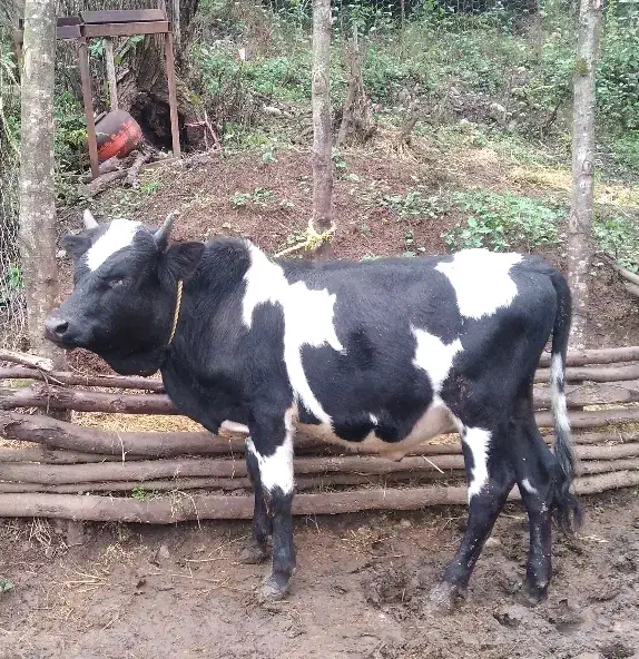 یک راس ورزا کوله اس جنس عروسک|حیوانات مزرعه|توتکابن, |دیوار