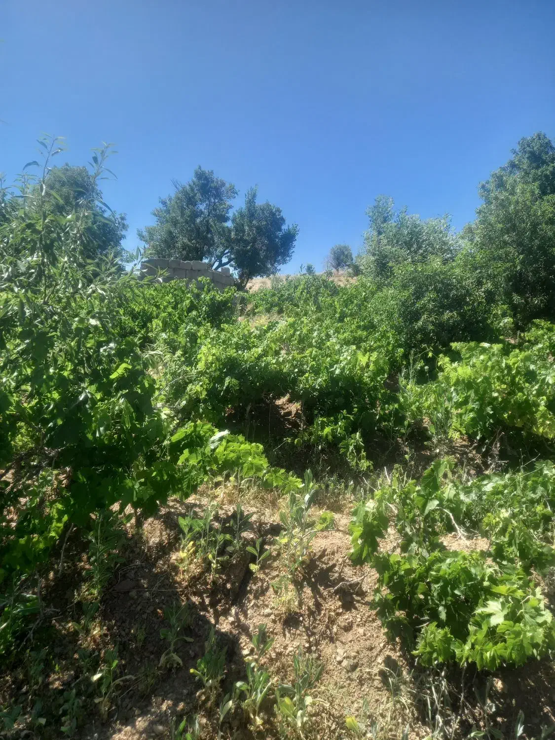 زمین کشاورزی|فروش دفتر صنعتی، کشاورزی، تجاری|بوئین و میاندشت, |دیوار