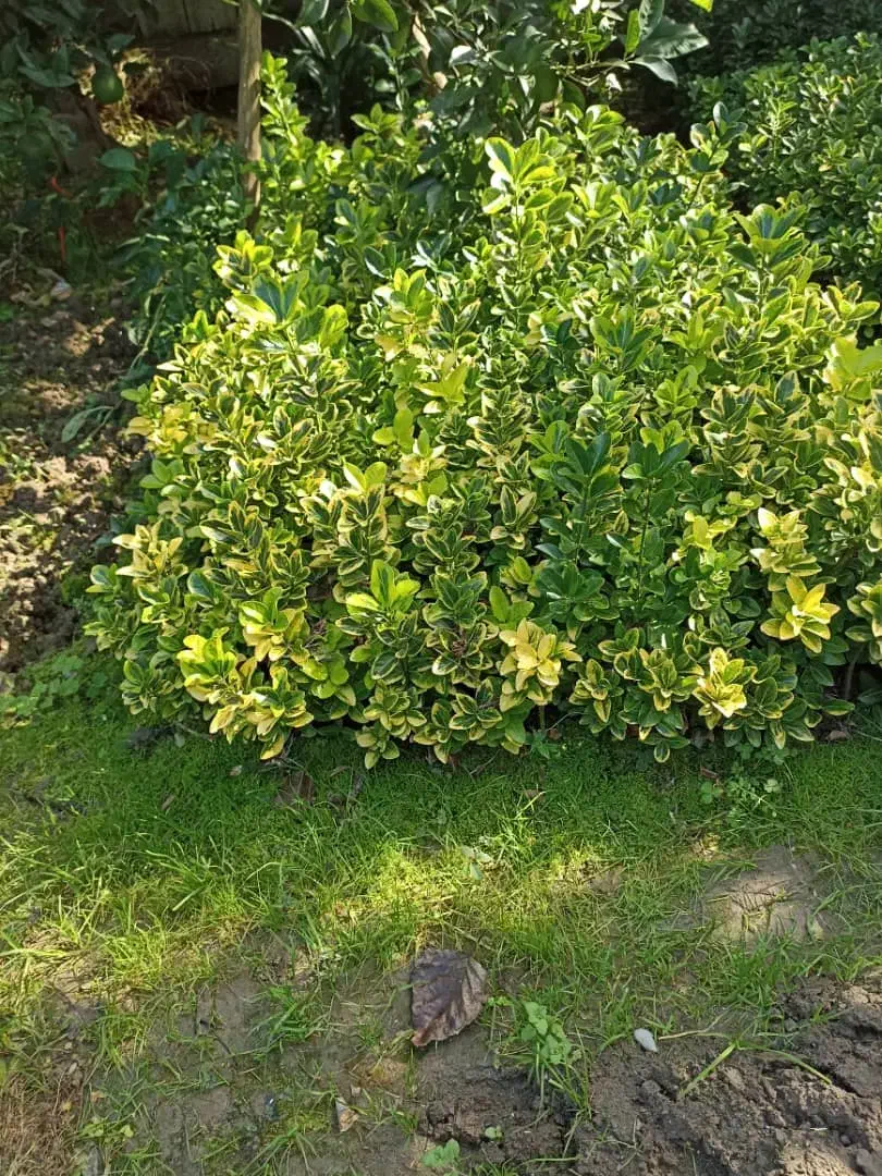 فروش شمشادهای طلایی یا ابلق، همیشه سبز، سیکاس و.|گل و گیاه طبیعی|نشتارود, |دیوار