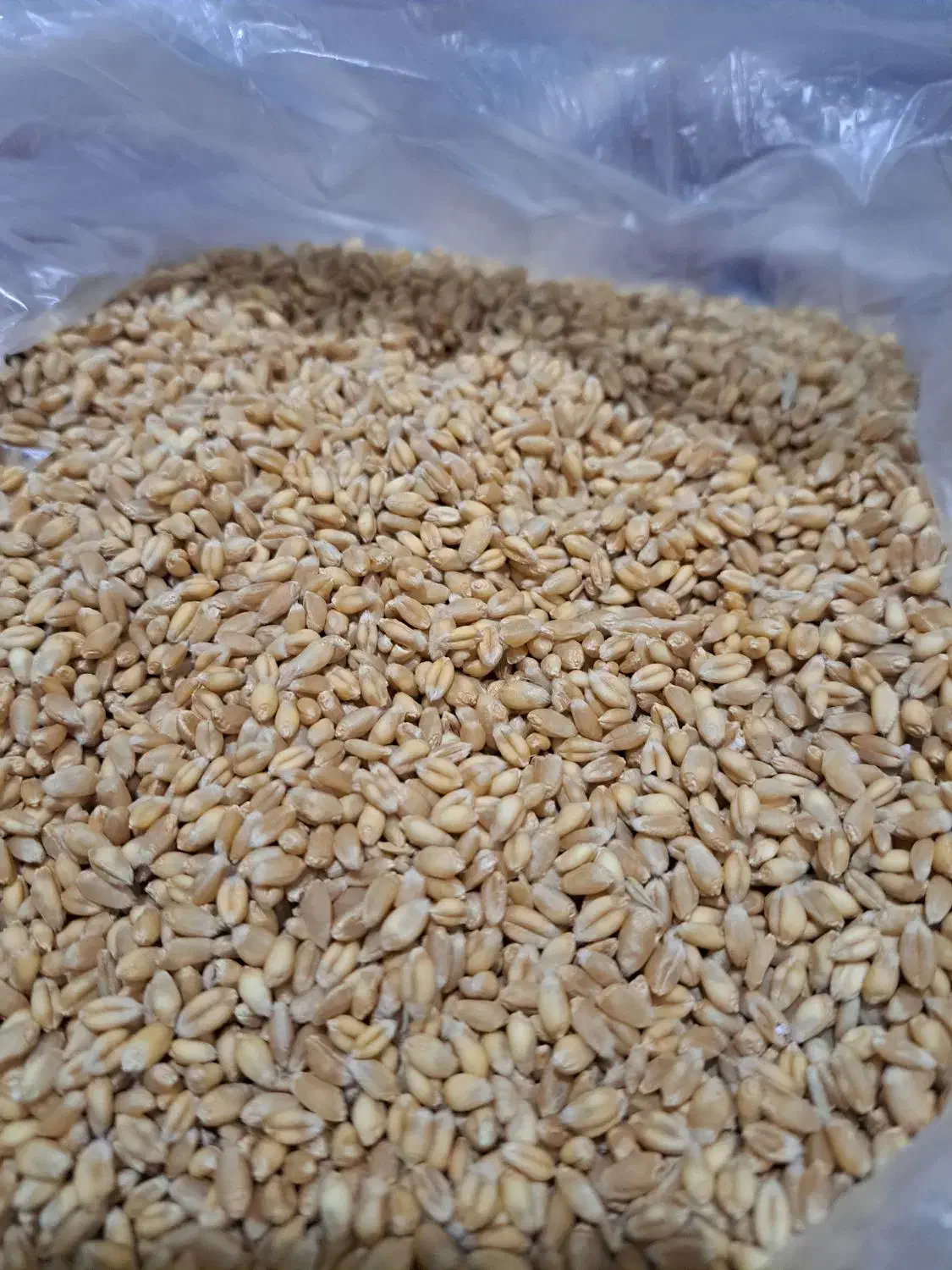 گندم آبی پیشگام|لوازم جانبی حیوانات|شهرکرد, |دیوار