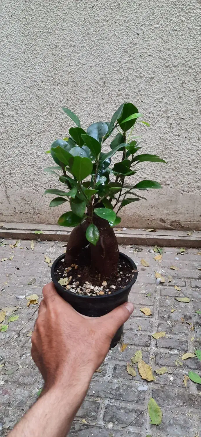 بونسای جینسینگ|گل و گیاه طبیعی|تهران, حشمتیه|دیوار