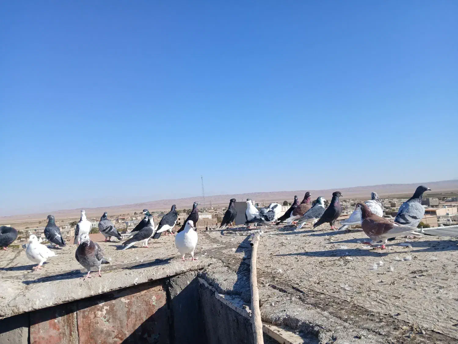 ۳۳ عدد پرشی|پرنده|عطاملک, |دیوار