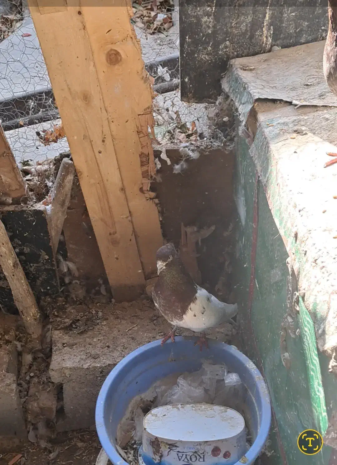 کله‌زر|پرنده|بستان آباد, |دیوار