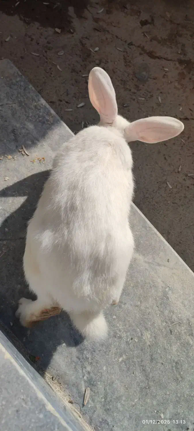 خرگوش سفید بزرگ ماده|موش و خرگوش|سنندج, |دیوار