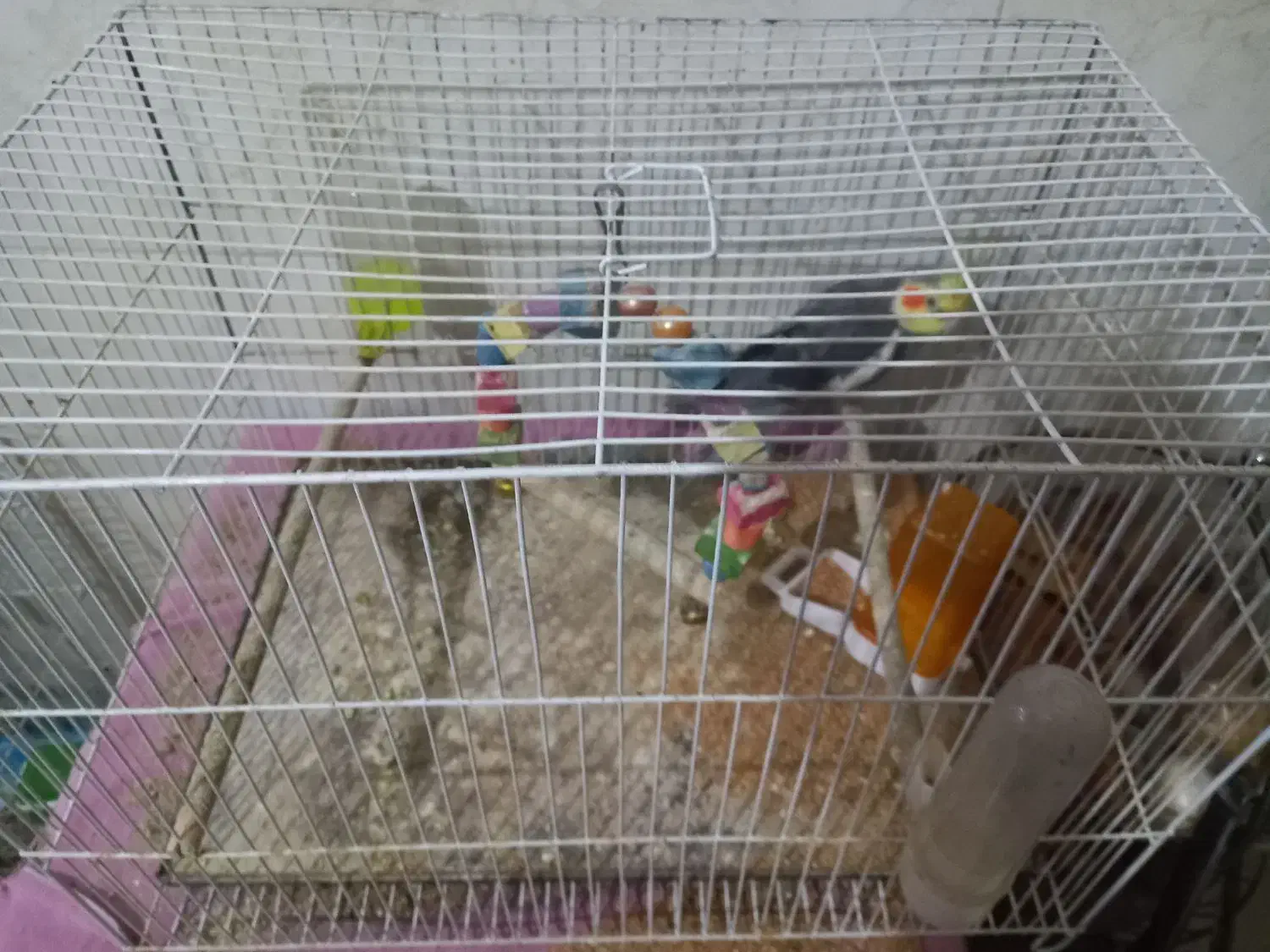 عروس هلندی|پرنده|گرگان, |دیوار