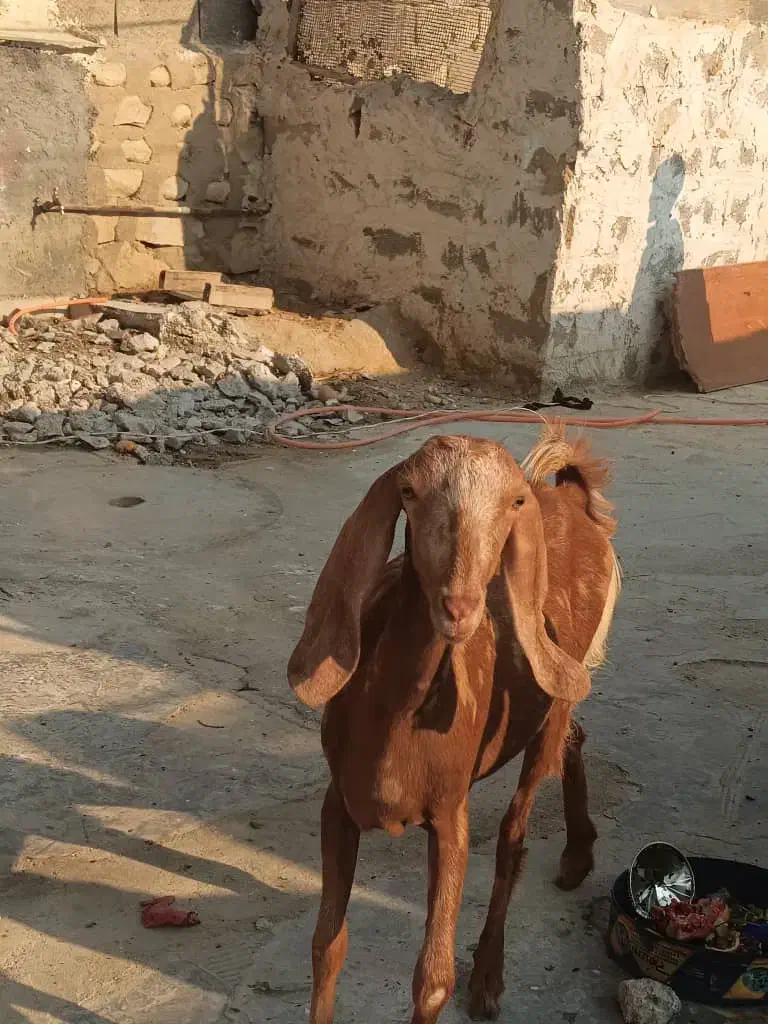 بز دسته جمعی|حیوانات مزرعه|بندر دیر, |دیوار