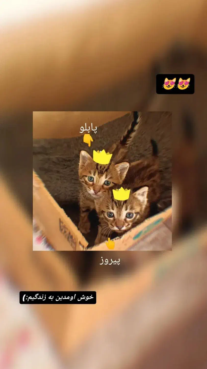 واگذاری رایگان|گربه|ارومیه, |دیوار