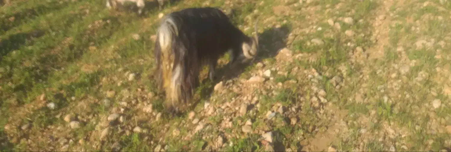 گمشده|حیوانات|اندیکا, |دیوار