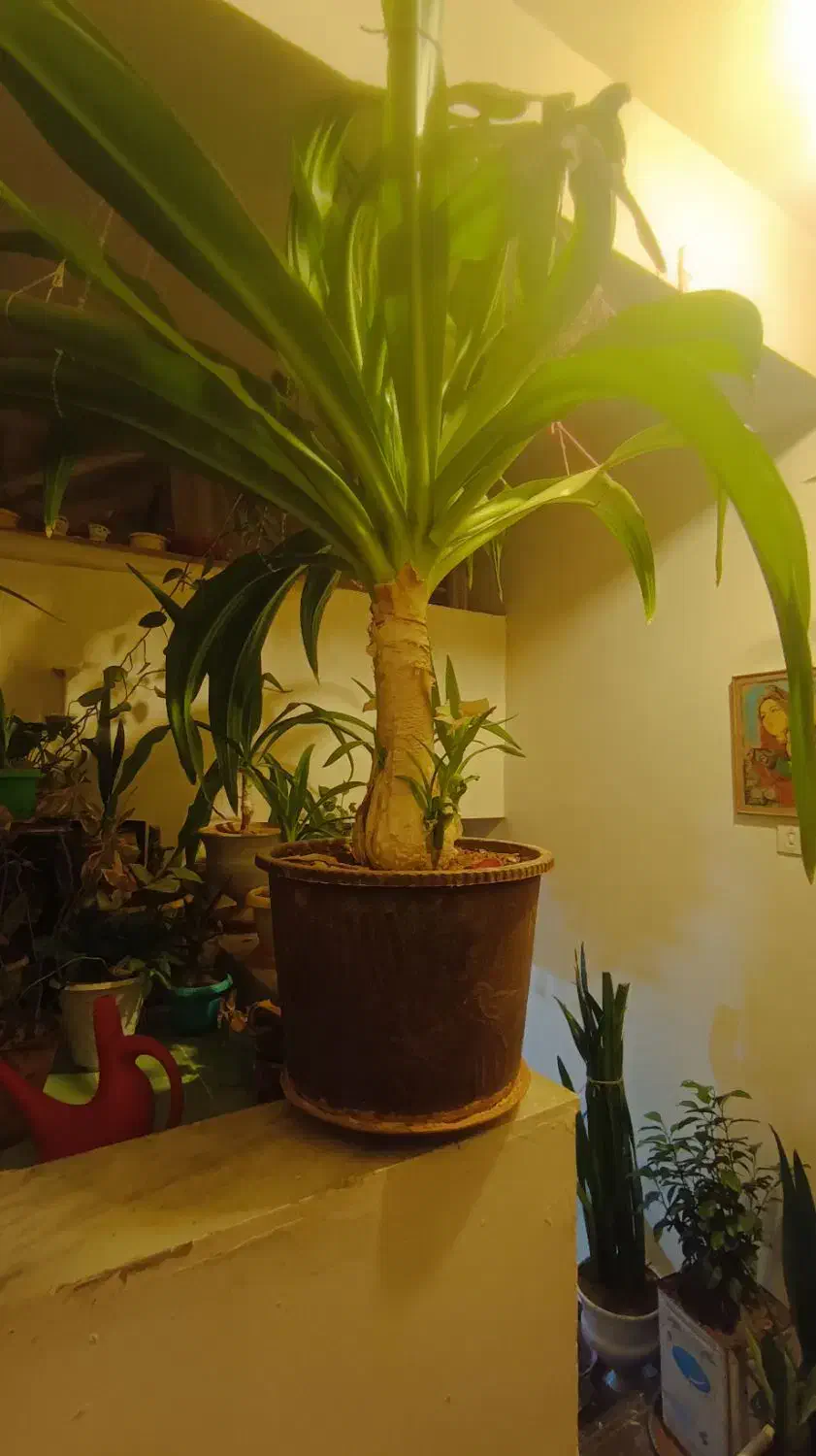 گل اشک ملکه|گل و گیاه طبیعی|شهرکرد, |دیوار