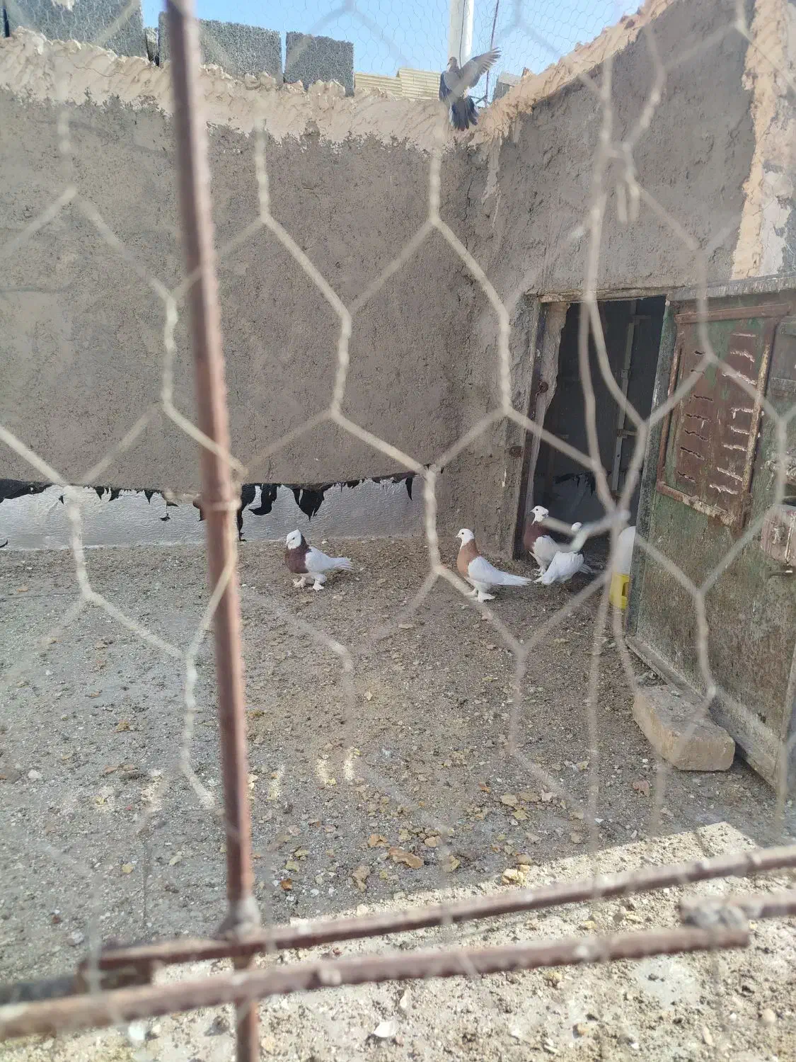 دوجفت طوقی|پرنده|رفسنجان, |دیوار