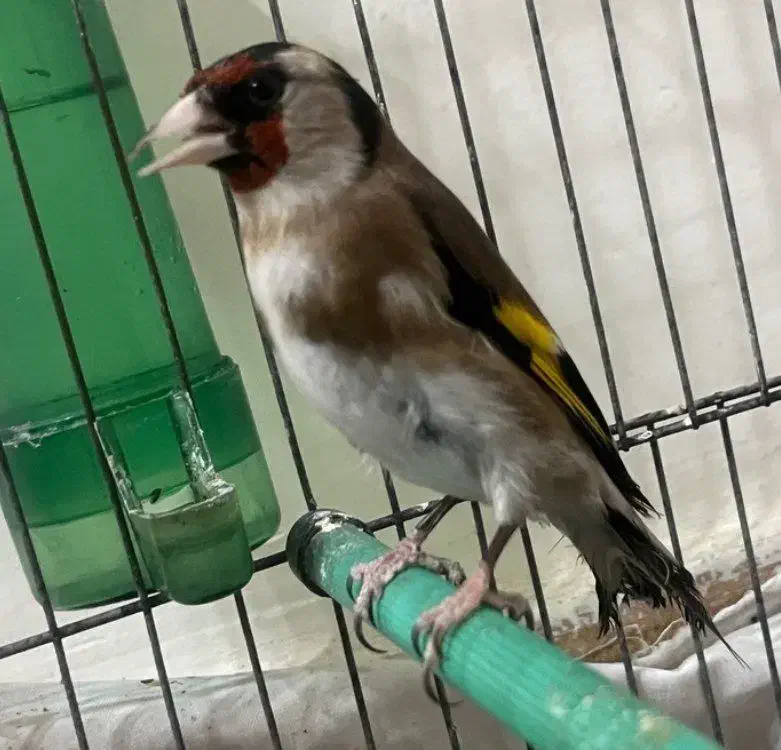 سهره اماده|پرنده|پاکدشت, پاکدشت (مامازند)|دیوار