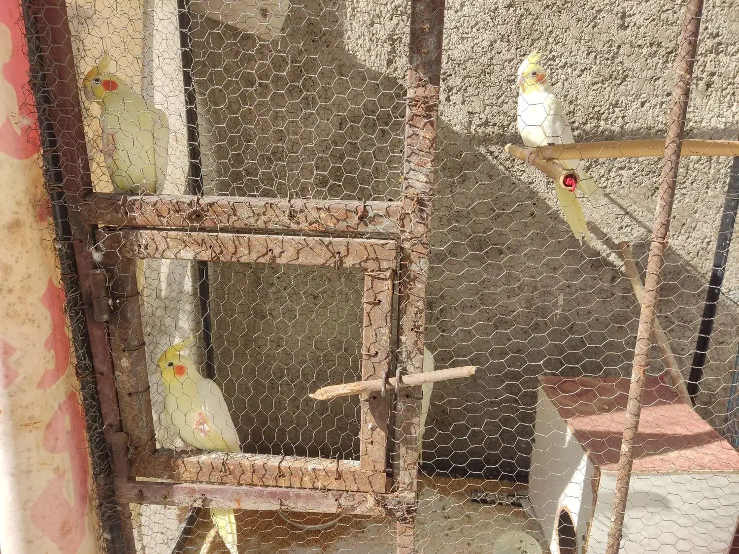 پرنده|پرنده|خان ببین, |دیوار