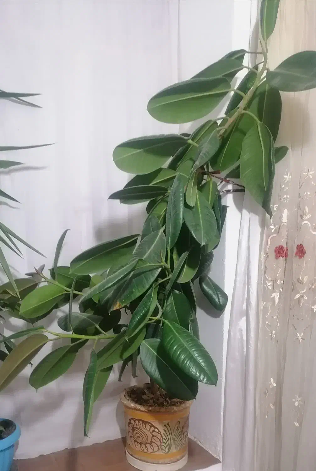 یک عددگل|گل و گیاه طبیعی|نیشابور, دهنو|دیوار