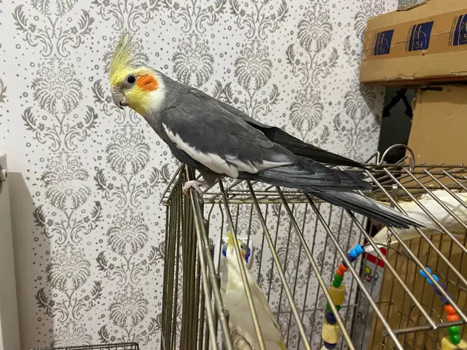 عروس هلندی مولد|پرنده|شهریار, شهریار|دیوار