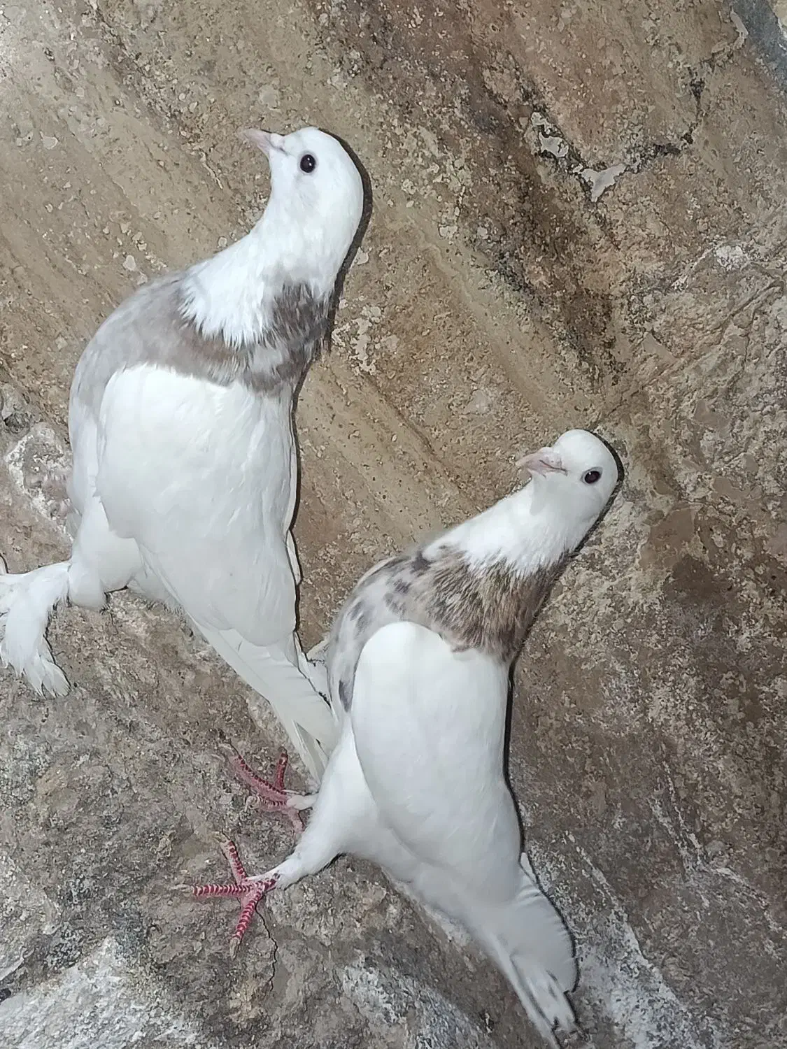 کبوتر|پرنده|اردکان, |دیوار