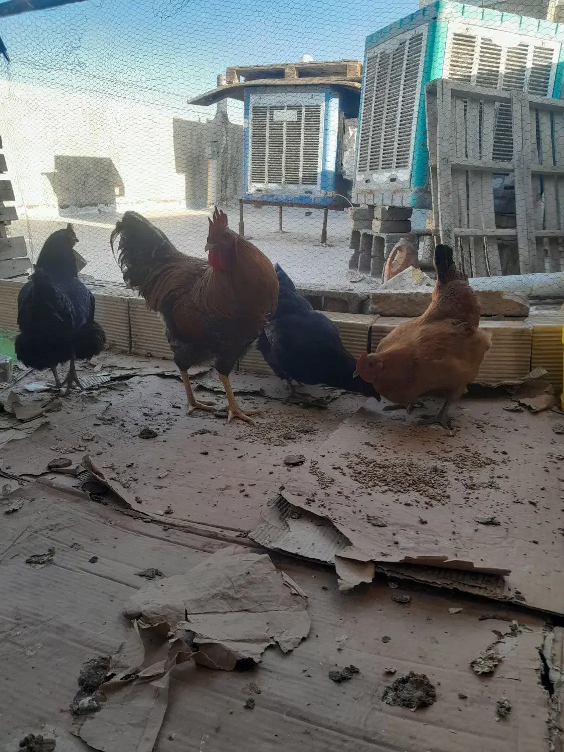 مرغ و خروس|حیوانات مزرعه|اصفهان, ارداجی|دیوار