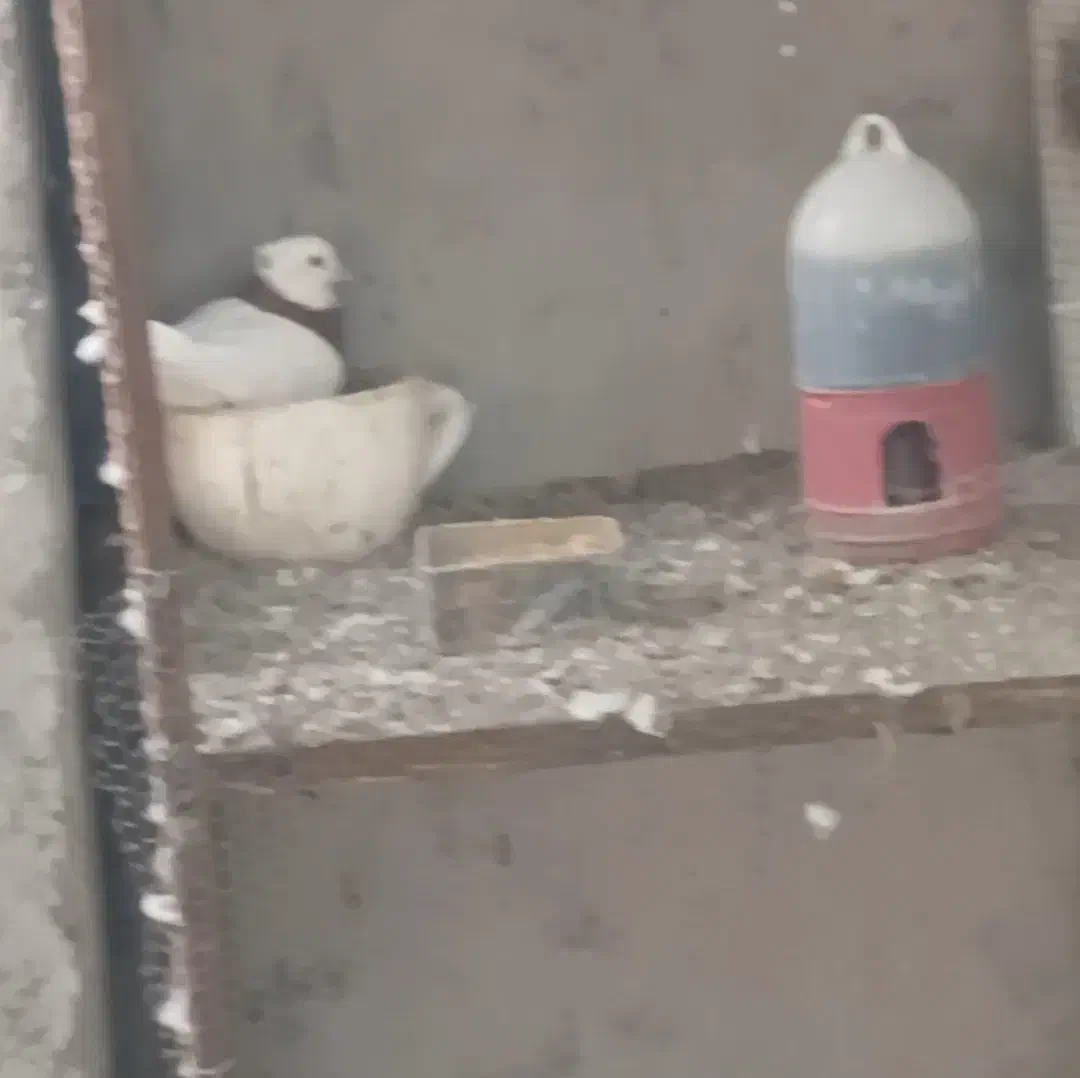 کفتر طوقی نر|پرنده|میناب, |دیوار