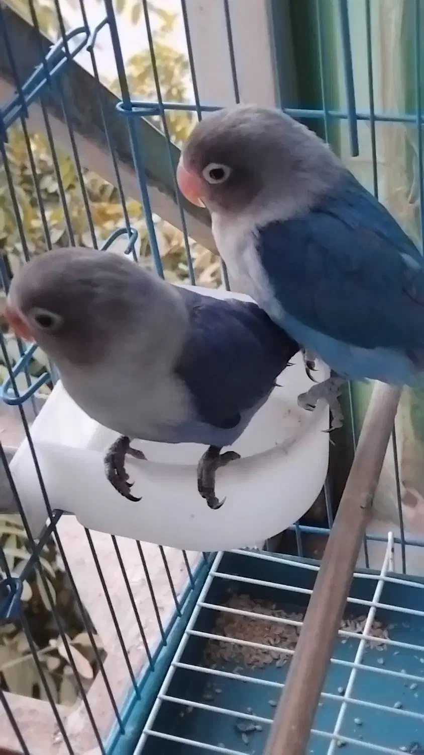 کتوله برزیلی ، پرنده|پرنده|پاکدشت, پاکدشت (مامازند)|دیوار