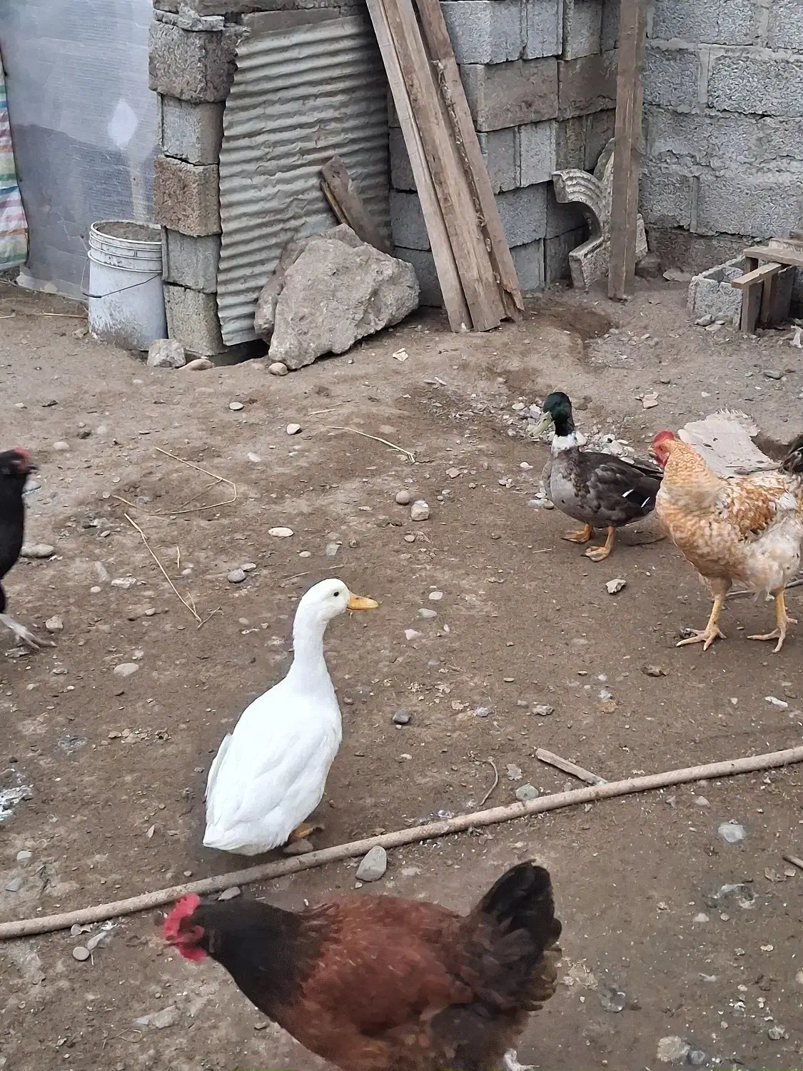 اردک|حیوانات مزرعه|رشت, گلباغ نماز|دیوار