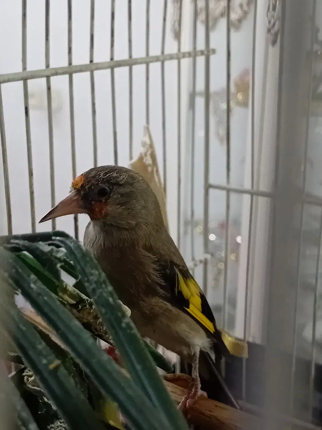 سهره ماده|پرنده|بیرجند, |دیوار