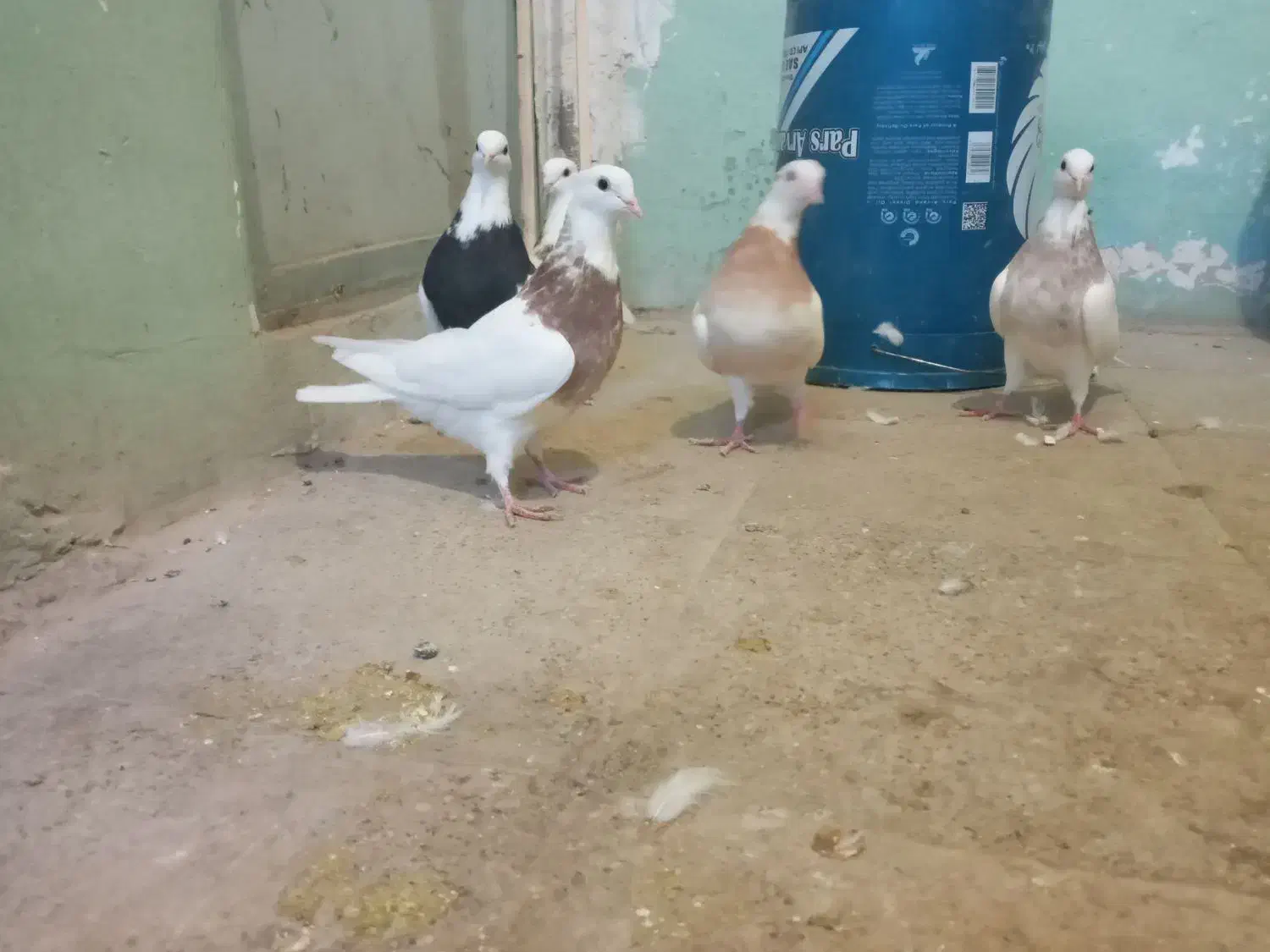 5 عدد کبوتر طوقی نژاد دار|پرنده|اسدآباد, |دیوار