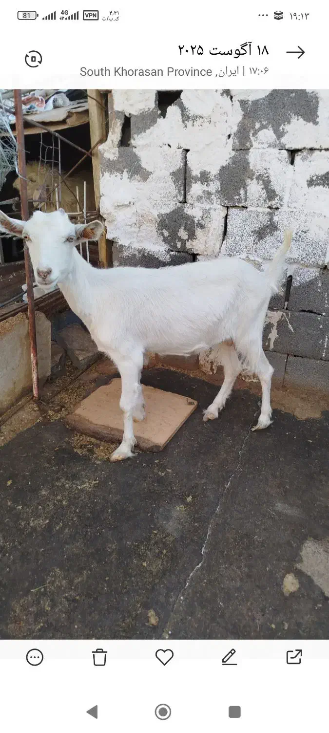 دو عدد بز سانن|حیوانات مزرعه|بیرجند, |دیوار