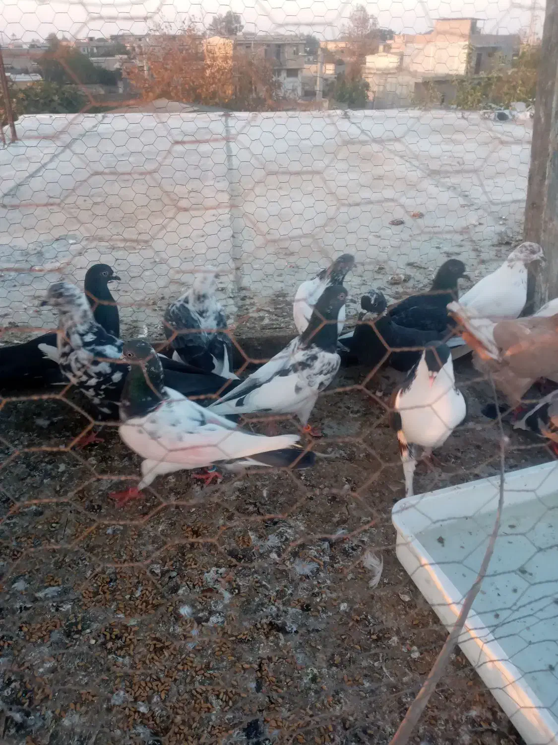 کبوتر تکپر|پرنده|تاتار علیا, |دیوار