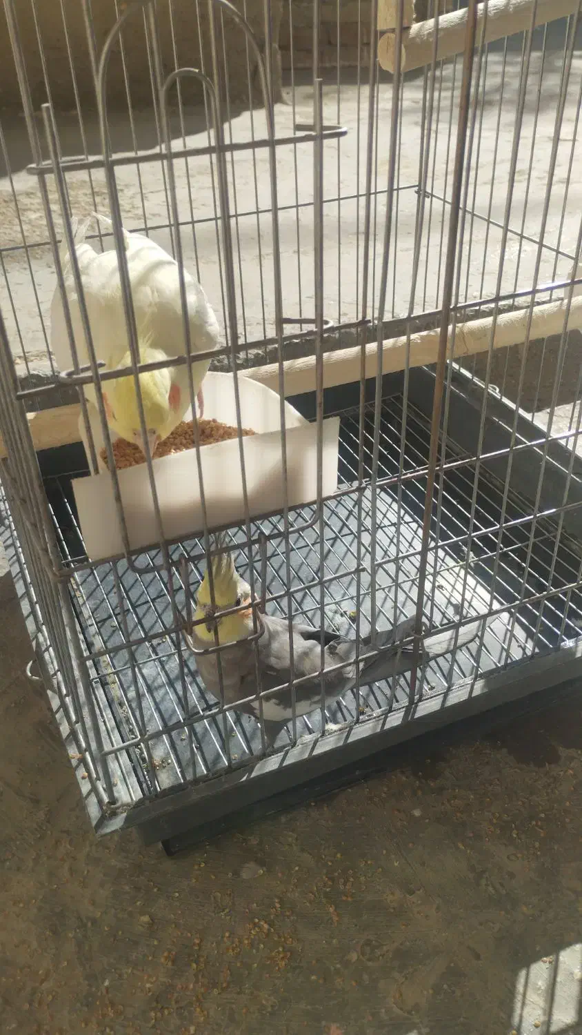 دوجفت عروس هلندی مولد|پرنده|کبودرآهنگ, |دیوار