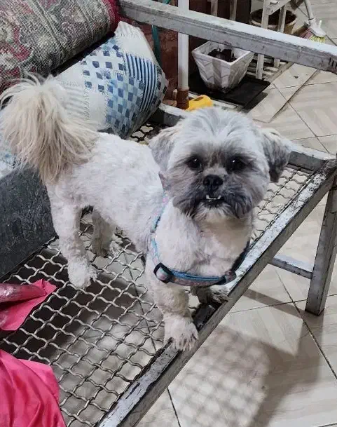 فروش سگ نر نژاد شیتزو|سگ|کرمان, |دیوار