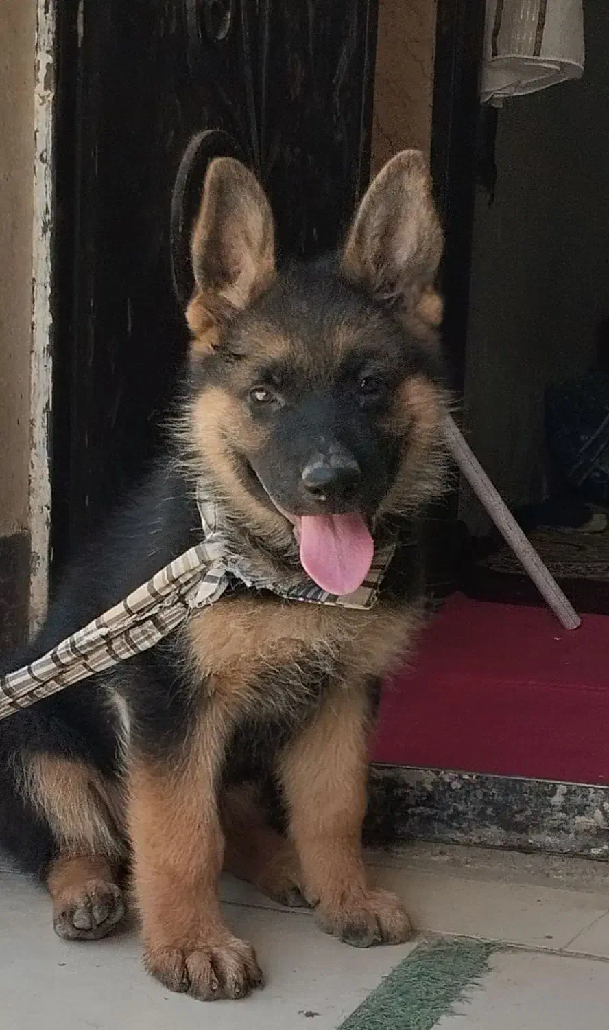 ژرمن شپرد|سگ|هشتگرد, طاووسیه|دیوار