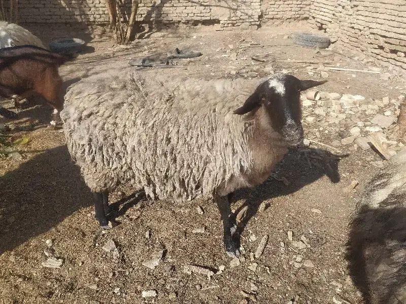 شیشک  رومانف|حیوانات مزرعه|شاهین‌شهر, مورچه خورت|دیوار