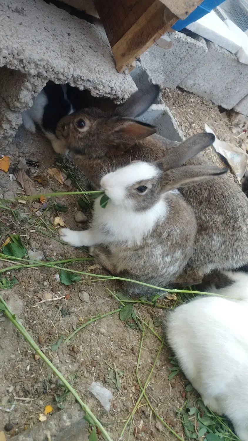 خرگوش فروشی|موش و خرگوش|سراوان, |دیوار