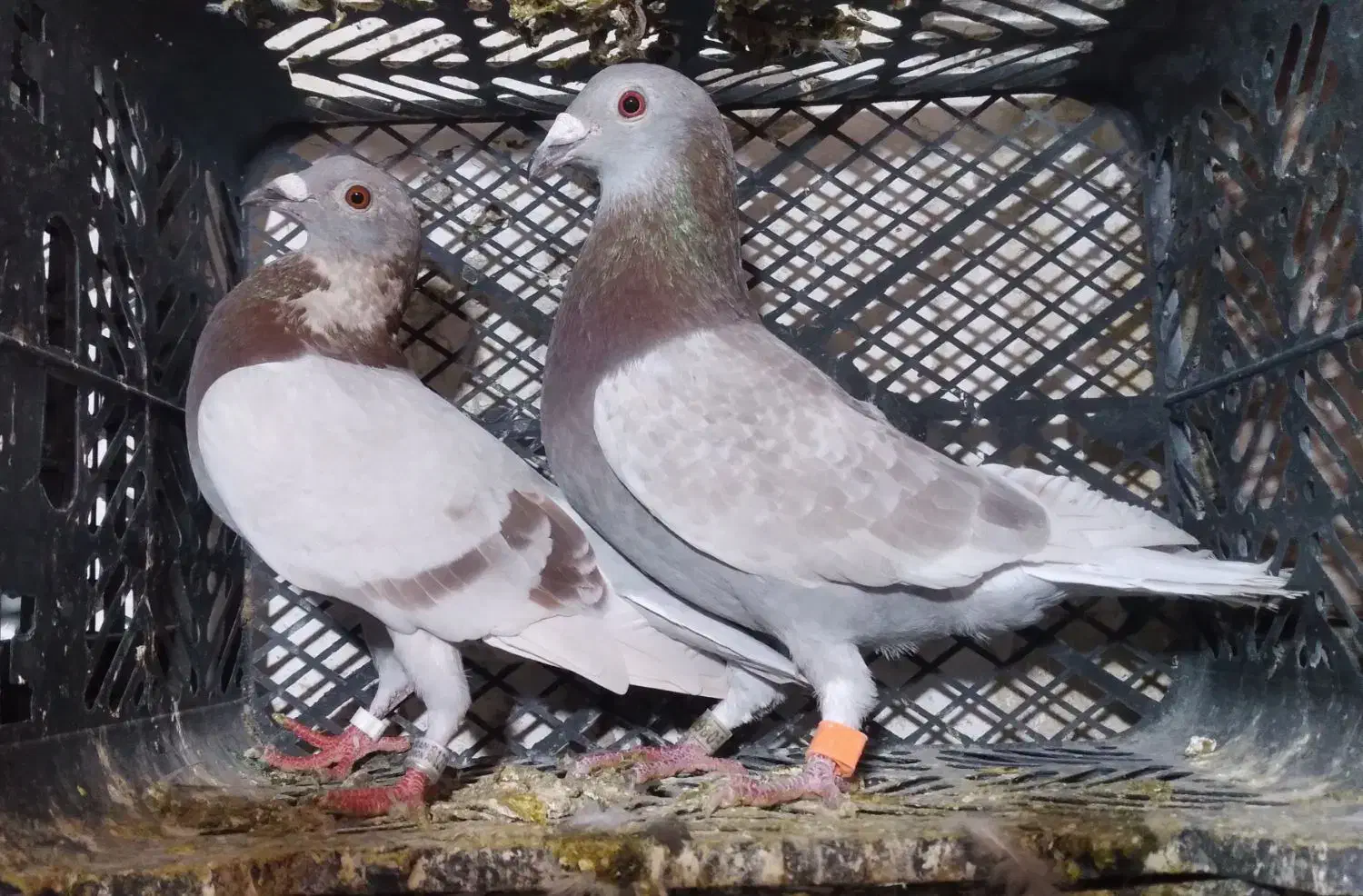 کبوتر مسافتی قورگی فیلی|پرنده|مینودشت, |دیوار