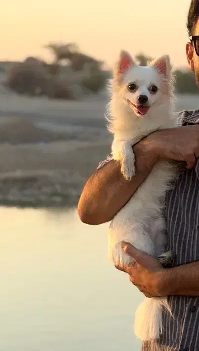 واگذاری سگ|سگ|بندرعباس, |دیوار