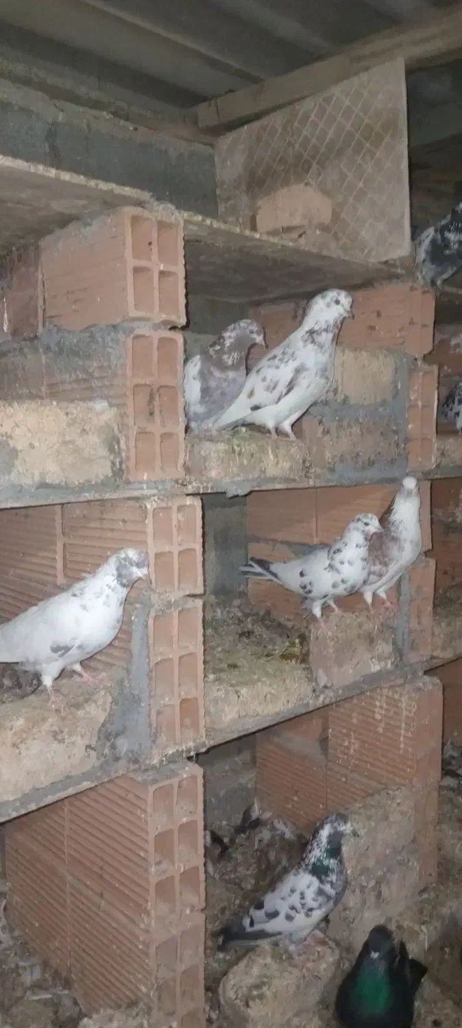 فروشی|پرنده|بندر ترکمن, |دیوار