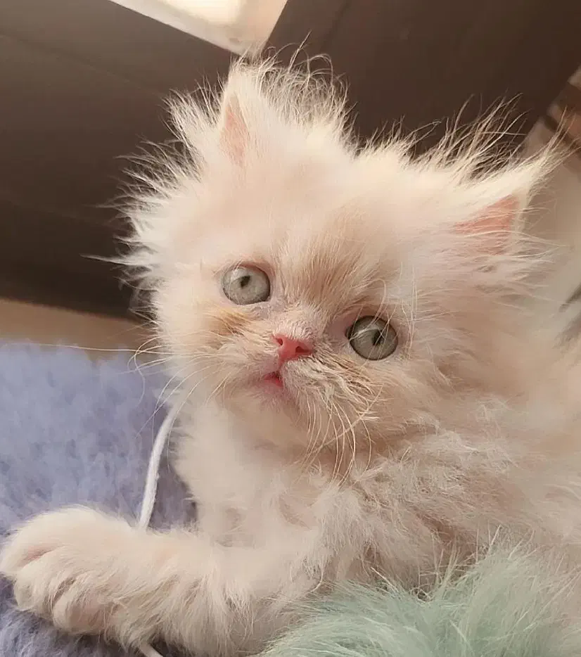 پرشین ماده|گربه|تهران, آهنگ|دیوار