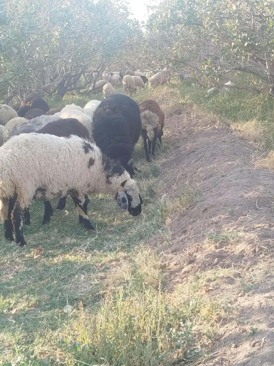 گوسفند میش جوان رفسنجون|حیوانات مزرعه|رفسنجان, |دیوار