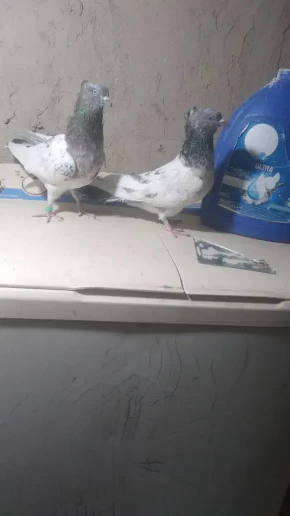 کفتر پرشی|پرنده|کرباسک, |دیوار