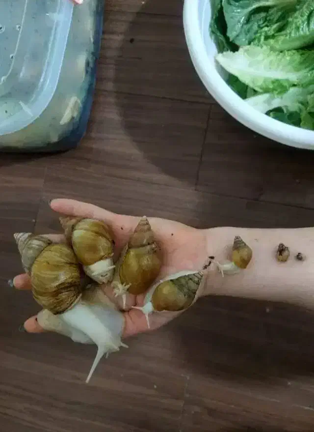 حلزون|خزنده|ساوه, |دیوار