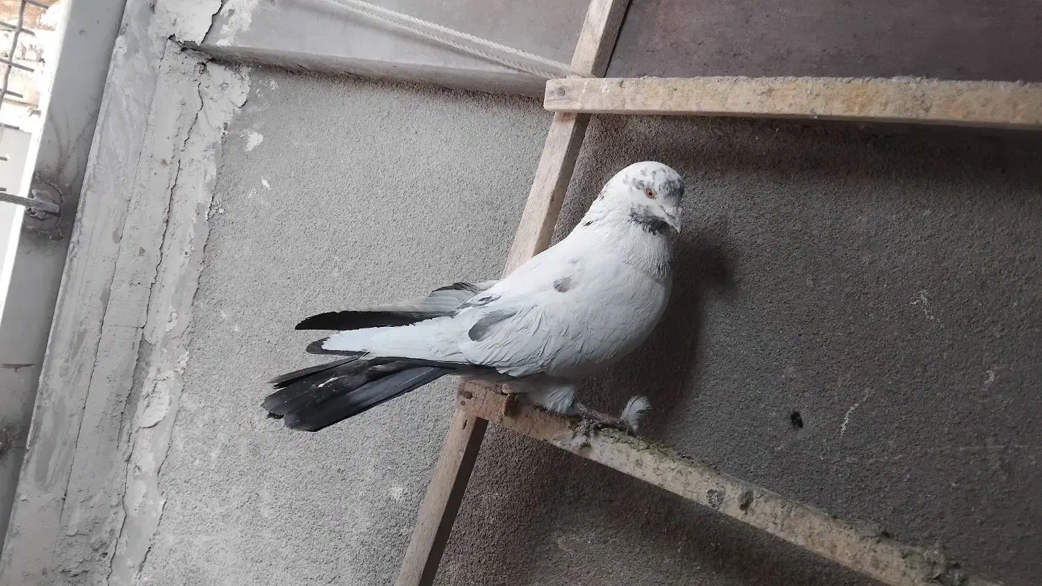 کبوتر|پرنده|کرمانشاه, |دیوار